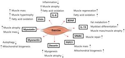 Role of Myokines in Regulating Skeletal Muscle Mass and Function